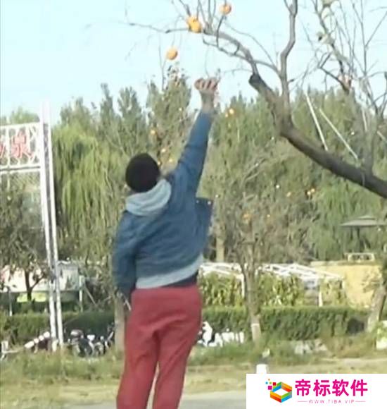 王传君交罚款为女儿摘柿子 网友：公众人物合适么？